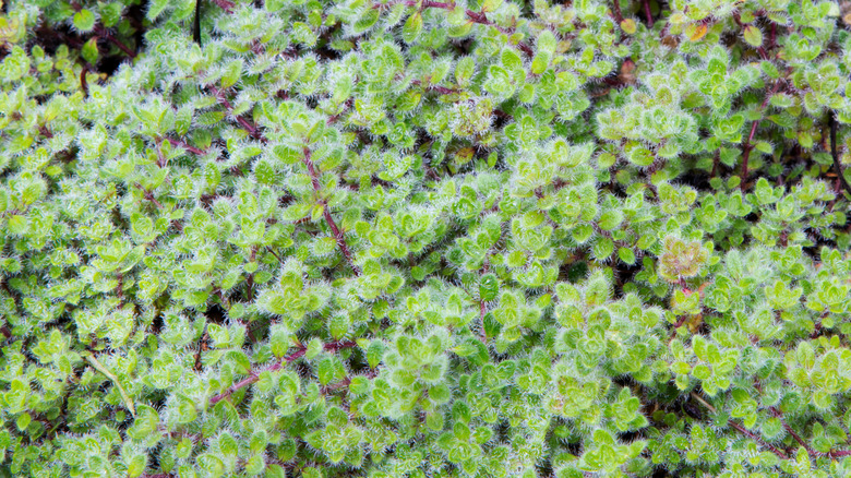 Düşük büyüyen yünlü kekik paspası