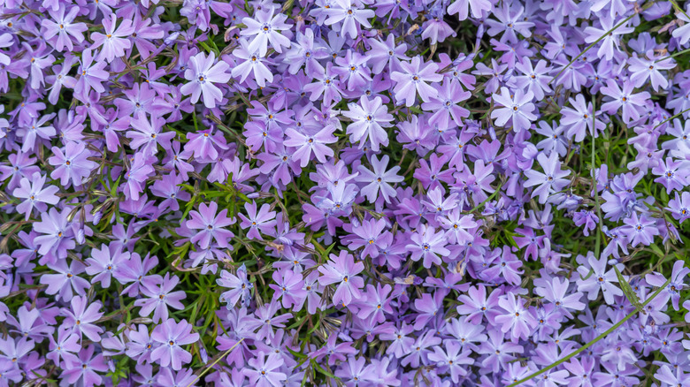 FLOX subulate renginin ince gradyanı