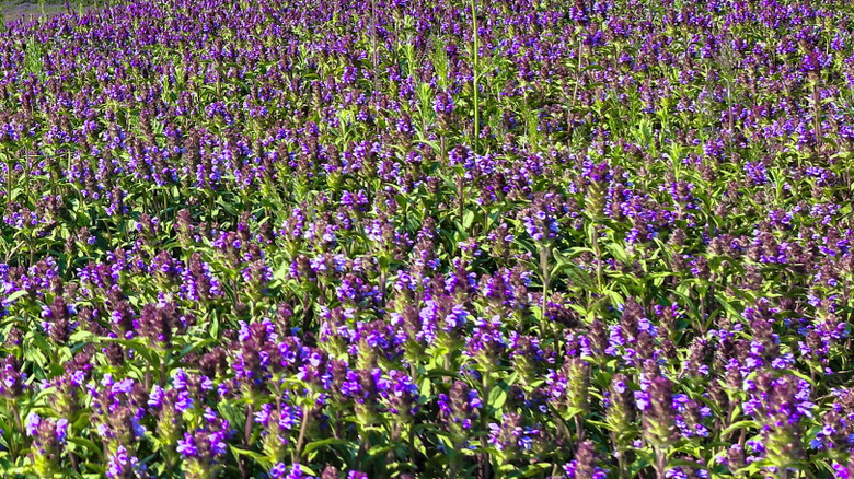 Prunella vulgaris alanı