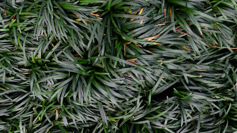 Ophiopogon japonicus'un yemyeşil dokusu