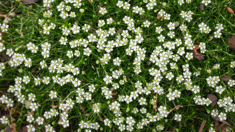Sagina subulata'nın hassas beyaz ve yeşil