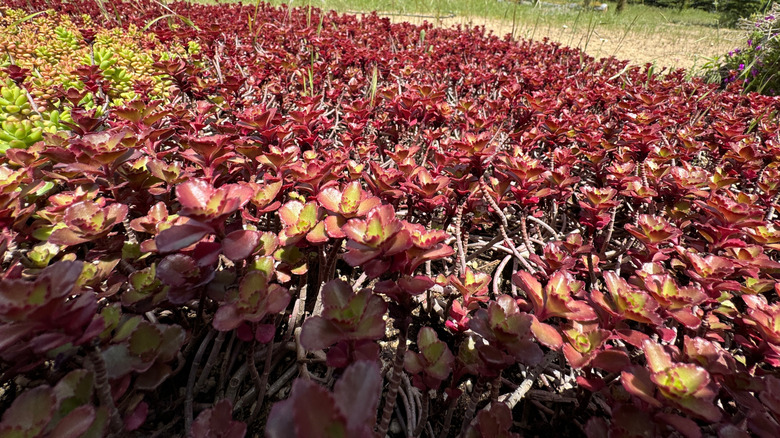 Kırmızı yeşillikli çeşitli sedum ve