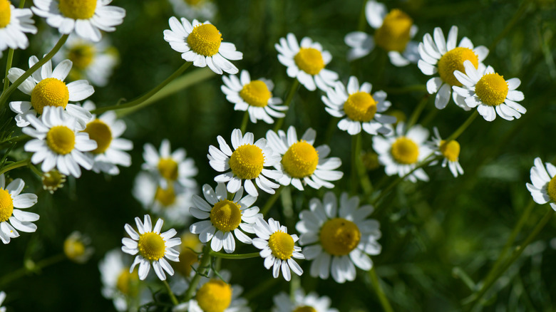 Chamaemelum nobile'nin küçük, papatya benzeri çiçekleri