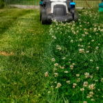 Parlak, güzel, renkli bir avlu yetiştirmek için 18 en iyi çim alternatifi