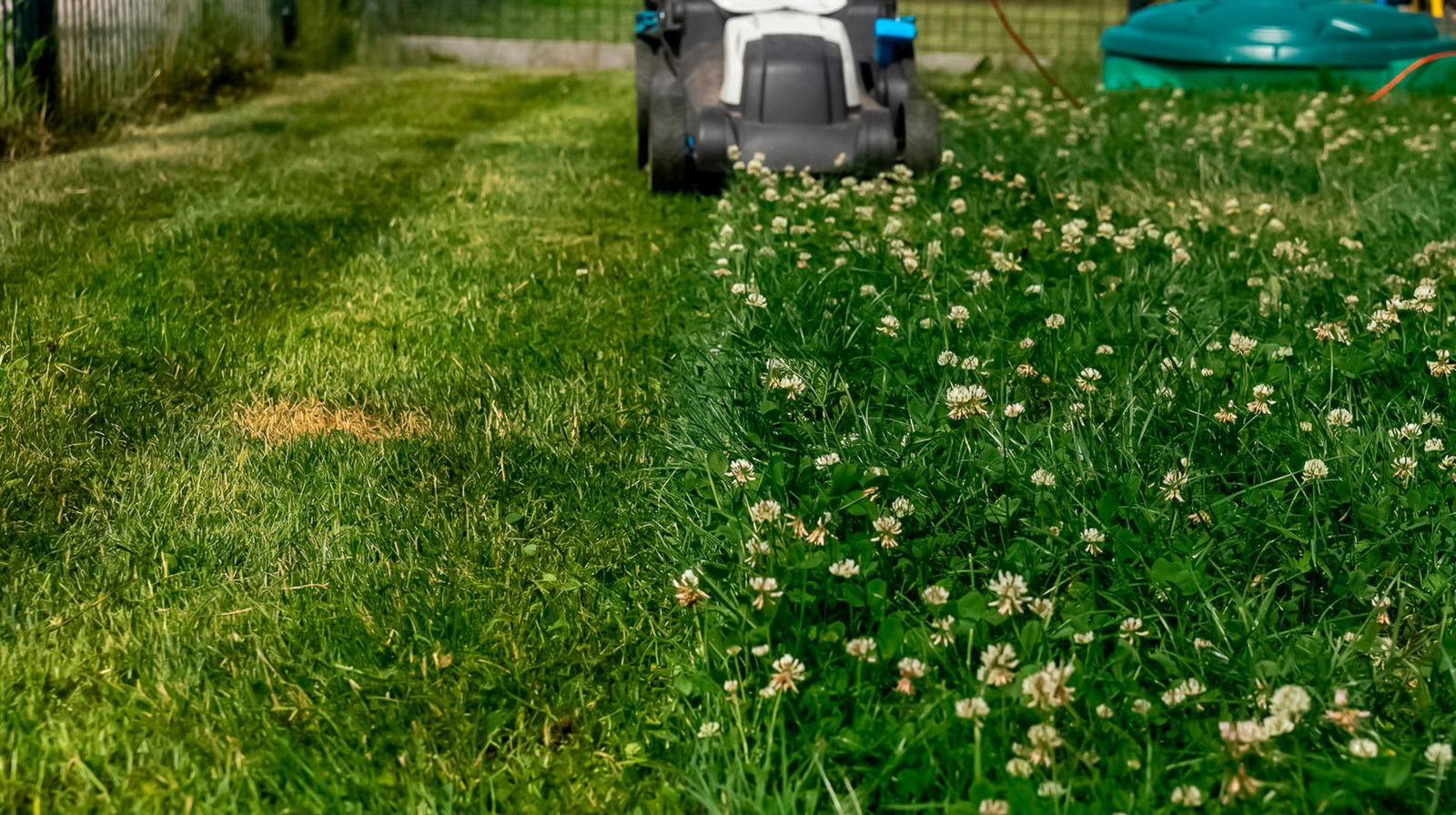 Parlak, güzel, renkli bir avlu yetiştirmek için 18 en iyi çim alternatifi