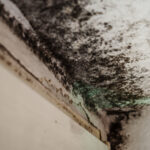 Banyo tavanınızdan siyah kalıp nasıl çıkarılır (ve geri dönmesini önleyin)