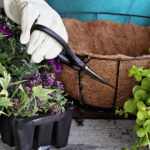 Karanlıktan sonra parlayan DIY dolar ağacı ekici