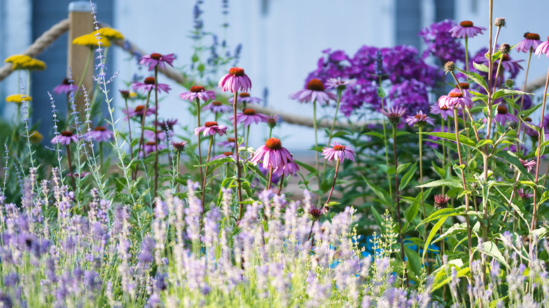 Bir bahçe yatağında çiçek açan bitkiler