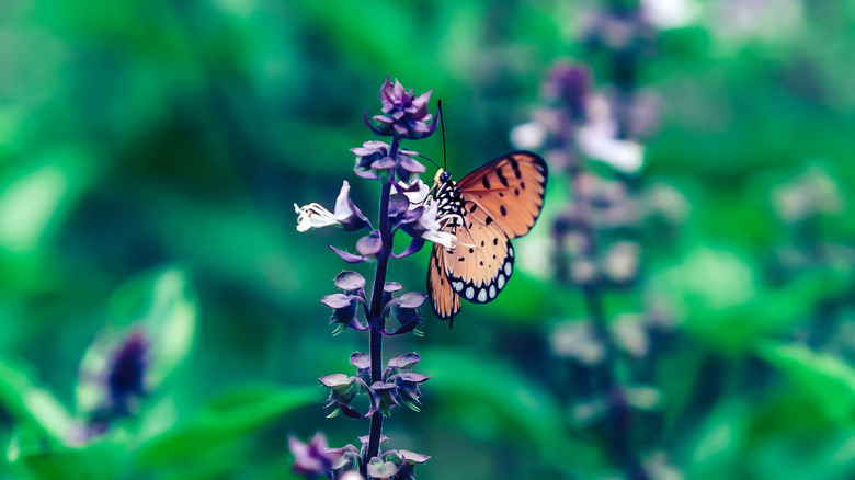 Mor Fesleğen Çiçekten Nektar Yemek Turuncu ve Siyah Kelebek
