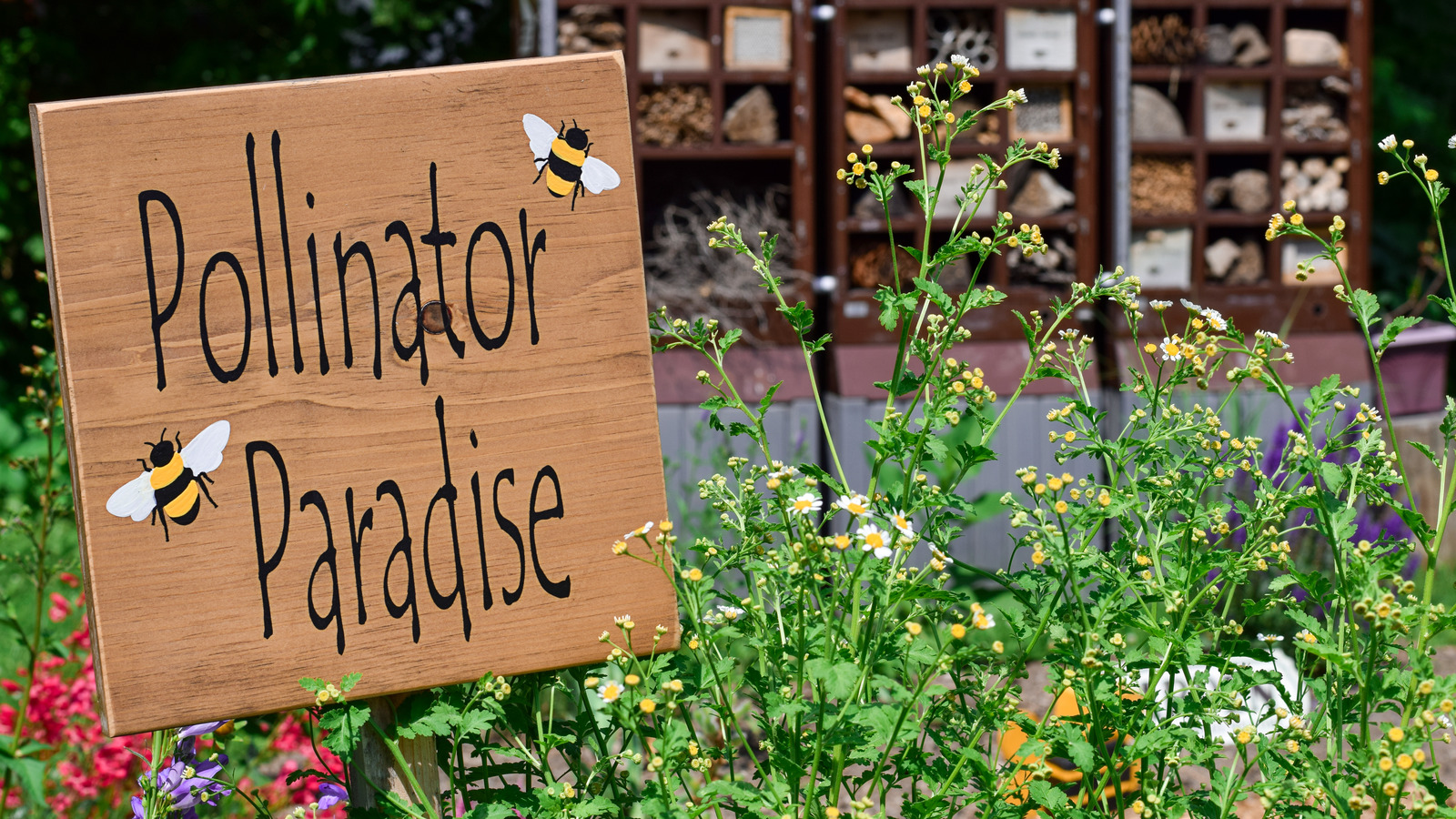 Isı içinde gelişen bir tozlayıcı magnet bitkisi ile kelebek ve arı çekin