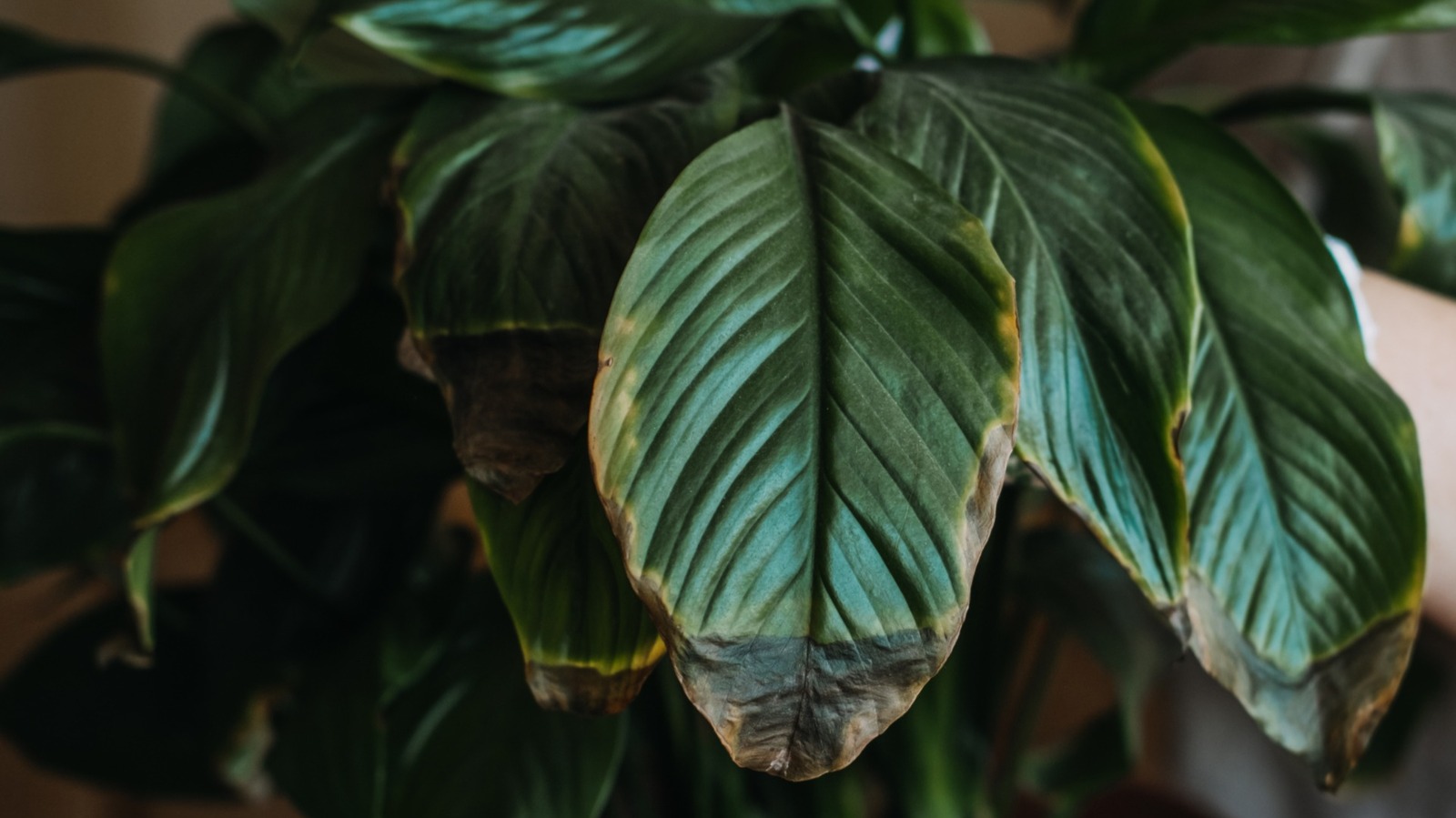 Barış Lily'nin Yaprakları Neden Siyah Dönüyor (ve Nasıl Düzeltilecek)