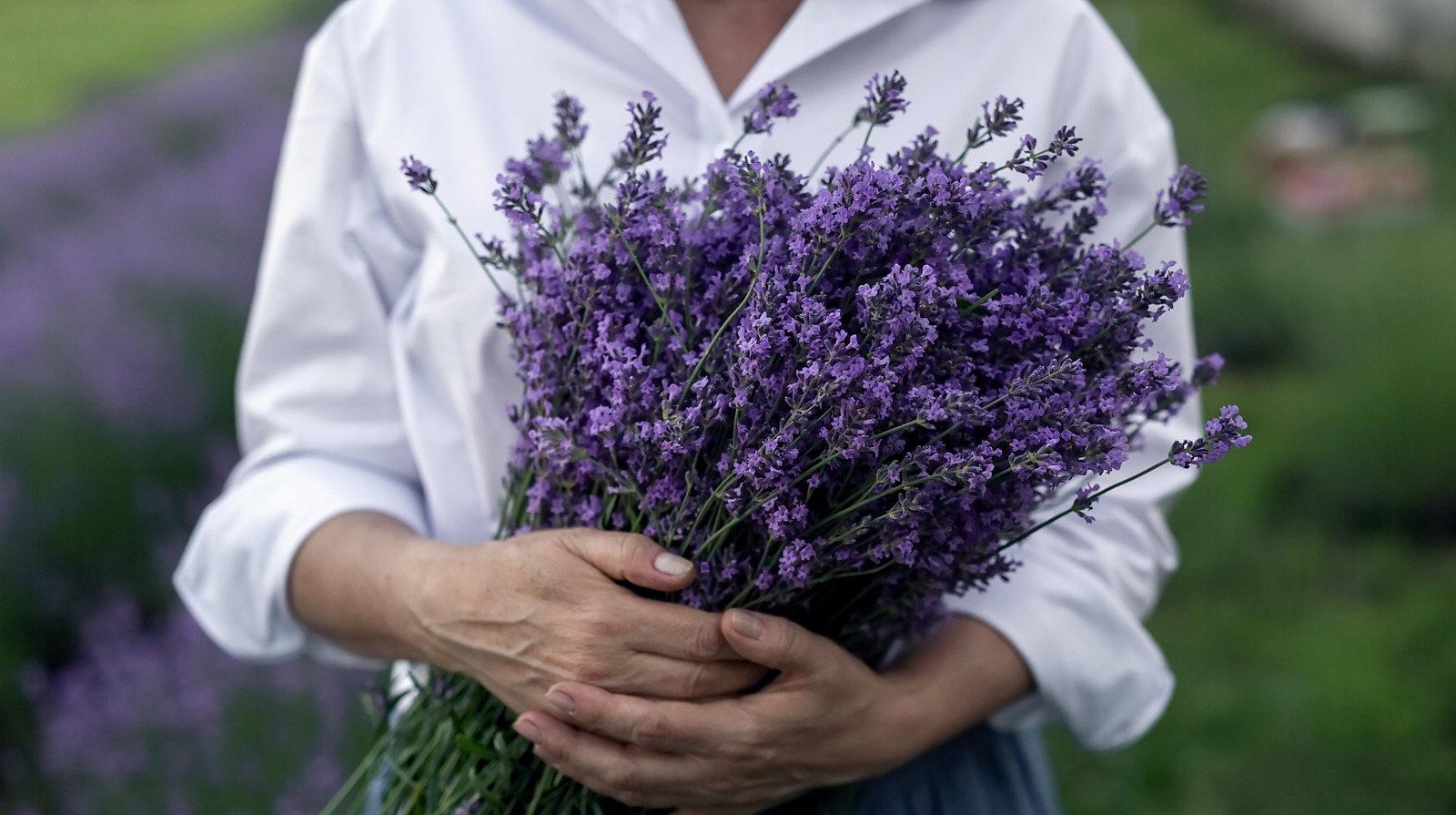 Ekstra lavanta kesimleri atmayın: Göz alıcı fenerler yapın