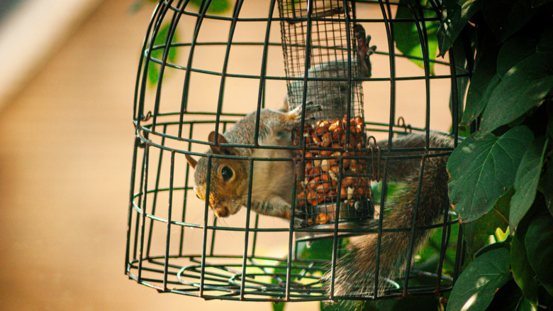 Sincapları caydırdığı varsayılan kafesli bir kuş besleyicinin içinde tamamen bir sincap.