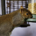 Alışmadan önce bilmenizi isteyeceğiniz sincap geçirmez kuş besleyicilerinin dezavantajları