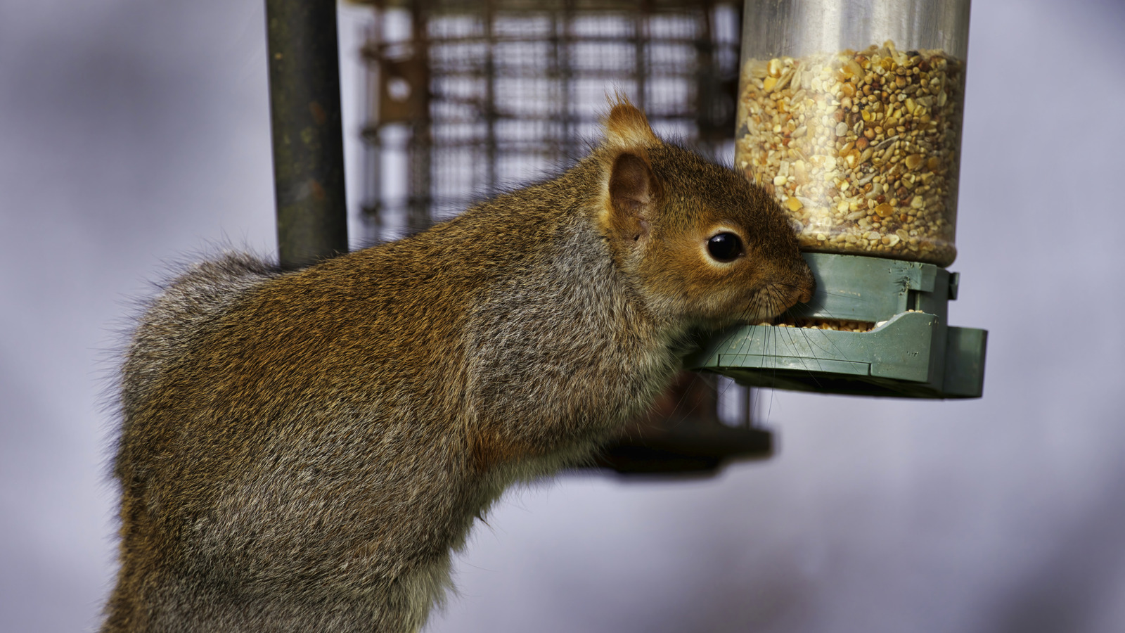 Alışmadan önce bilmenizi isteyeceğiniz sincap geçirmez kuş besleyicilerinin dezavantajları