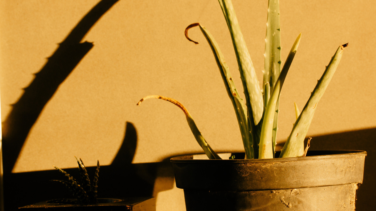 Aloe bitkinizin kahverengi yapraklarının gerçek nedeni (gelecekte nasıl önlenir)