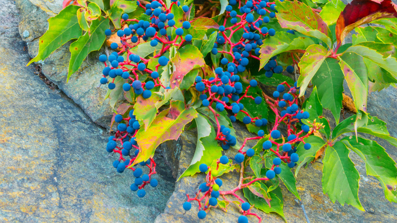 Virginia Creeper, çam iğneleri arasında yer kaplaması olarak büyüyen