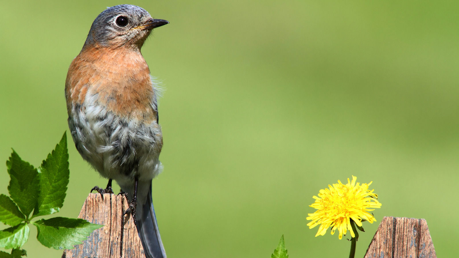 Bahçenizde daha fazla yaban hayatı mı istiyorsunuz? İşte onları getirecek zemin örtüsü