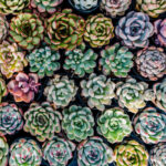 Sadece birkaç basit malzeme ile çarpıcı etli bir düzenleme oluşturun