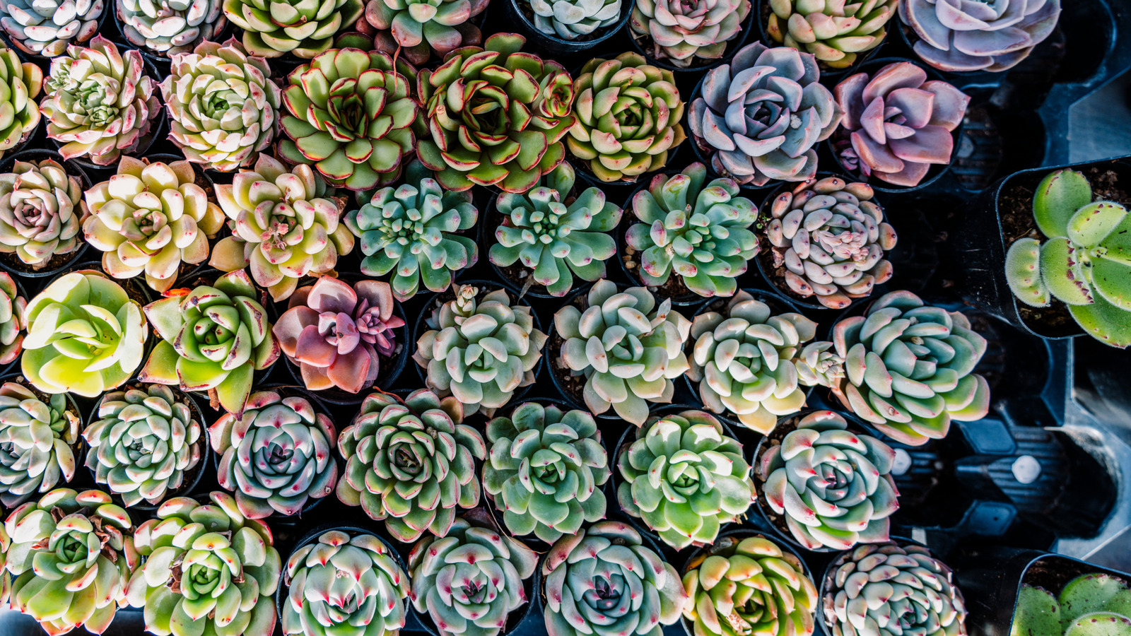 Sadece birkaç basit malzeme ile çarpıcı etli bir düzenleme oluşturun