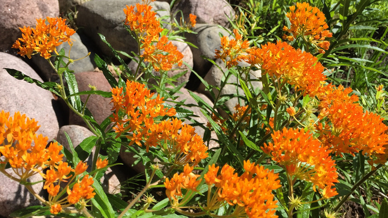 Kelebek süt otu bitkilerinde turuncu çiçek açıyor