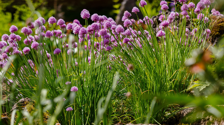 Leylak renkli çiçeklerle bıçak bitkileri