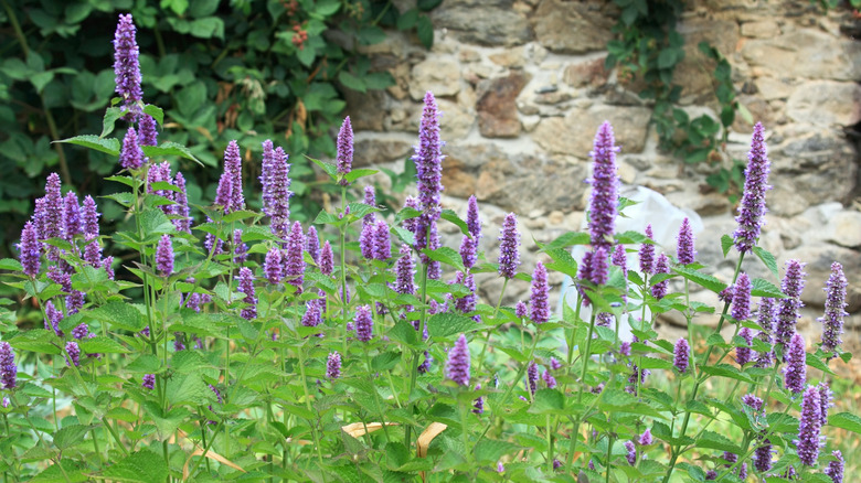 Mor agastache çiçeklerinin sivri uçları bitkilerin üzerinde yükselir