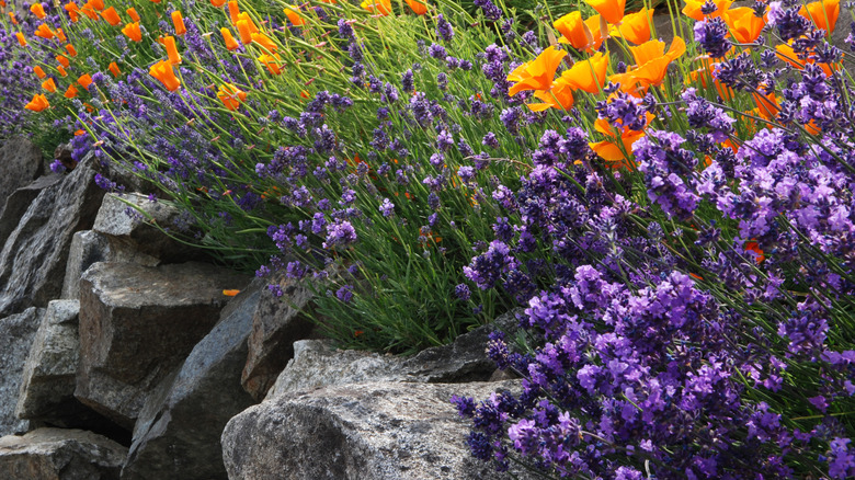 İngiliz lavanta ve California haşhaşları kaya duvarına dökülür