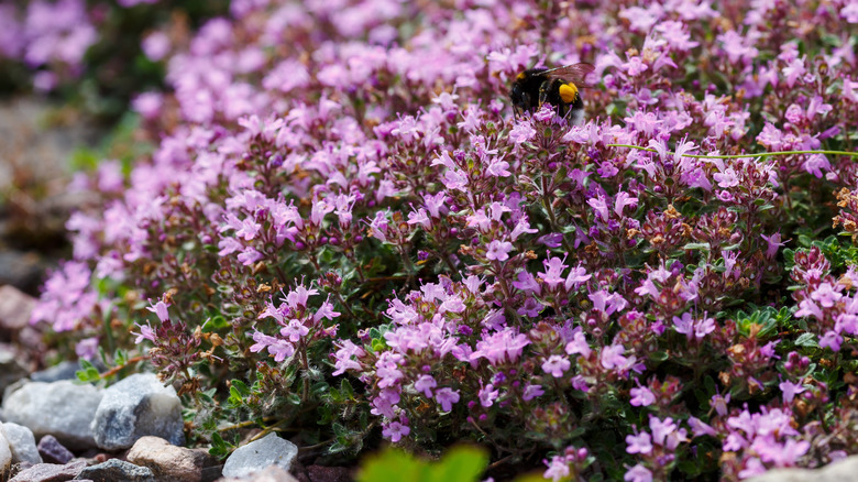 Bir kaya bahçesinde sürünen kekik