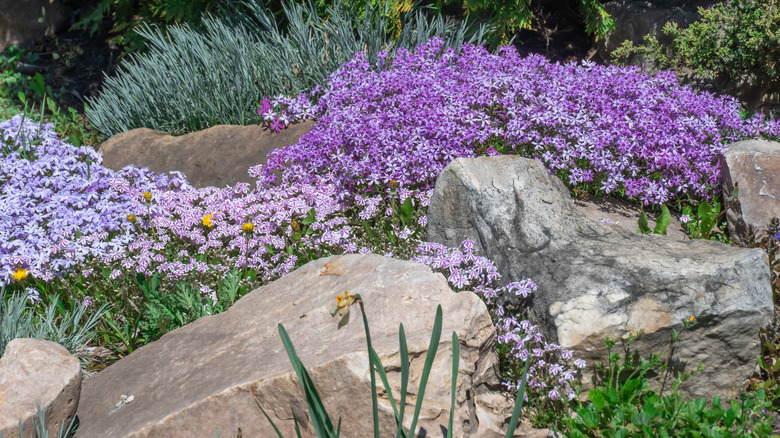 Sürünen flox bir kaya bahçesinde büyür