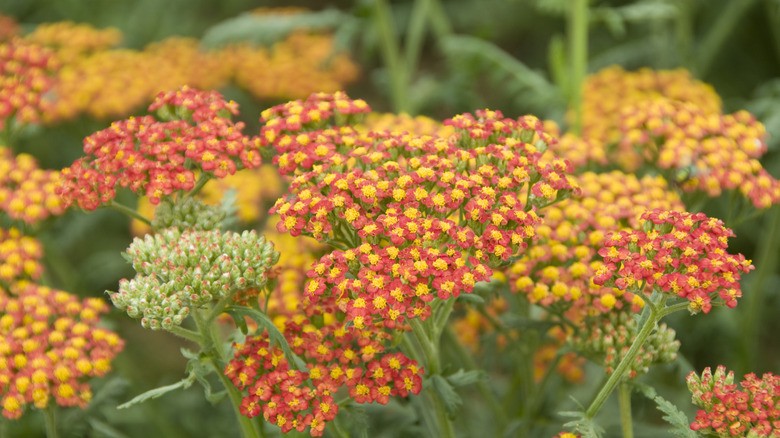 Ortak bir çeşidin kırmızı ve sarı çiçekleri