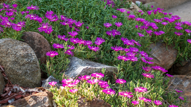 Bir kaya bahçesinde büyüyen buz tesisi