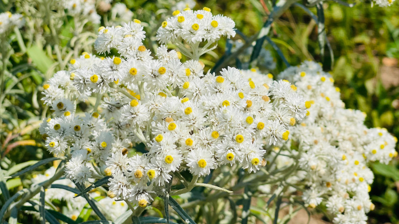 İnci sonsuz çiçekler