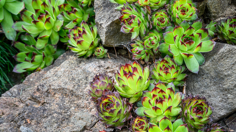 Taşlar arasında büyüyen tavuklar ve civcivler