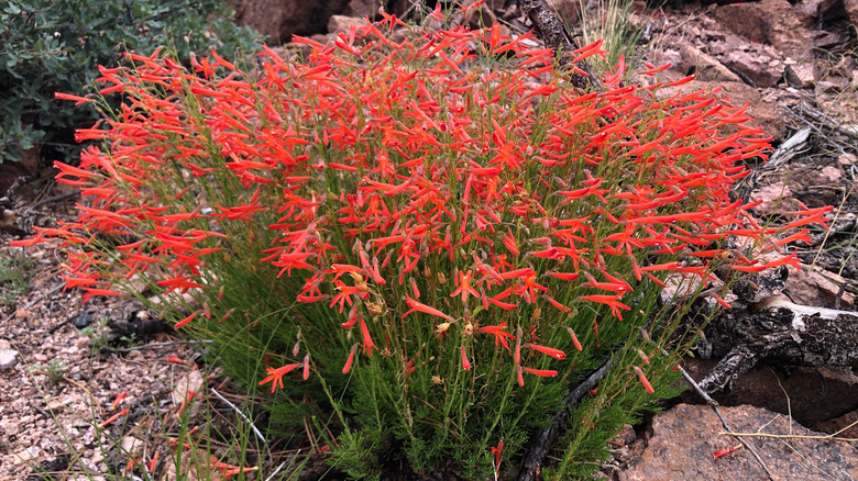 Kırmızı çiçeklerle Pinelaf Penstemon