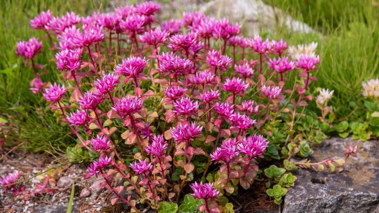 Kaya bahçesinde pembe çiçeklerle sedum bitkisi