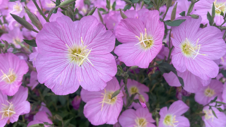 Bloom pembe çiçekler ile gösterişli akşam primrose