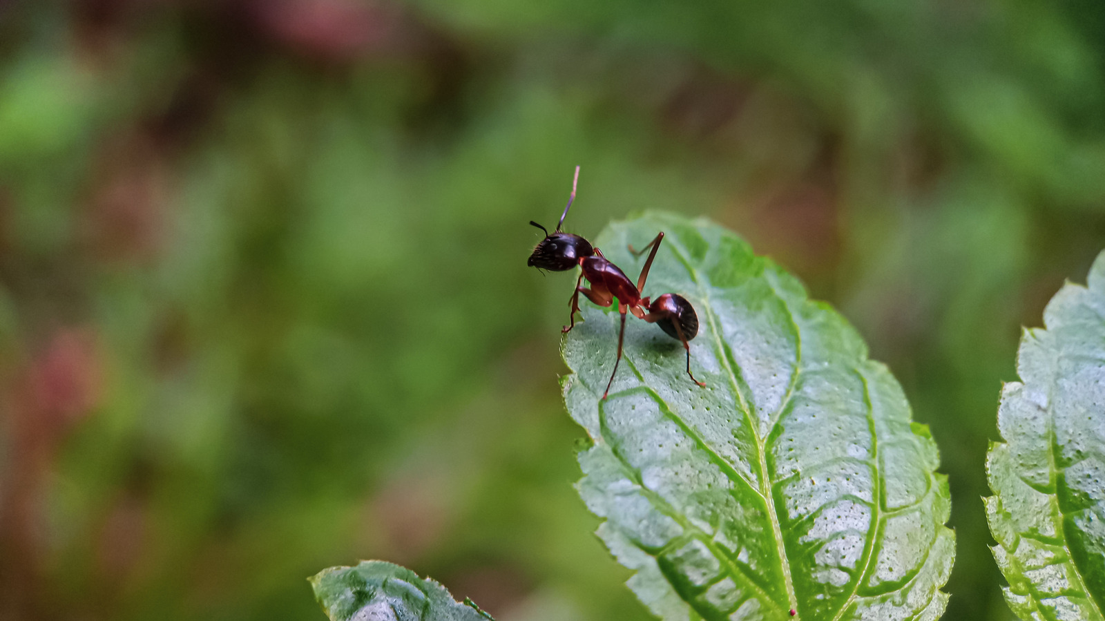 Piramit vs Ateş Karıncaları: Fark nedir? (& Hangisi daha zararlı)