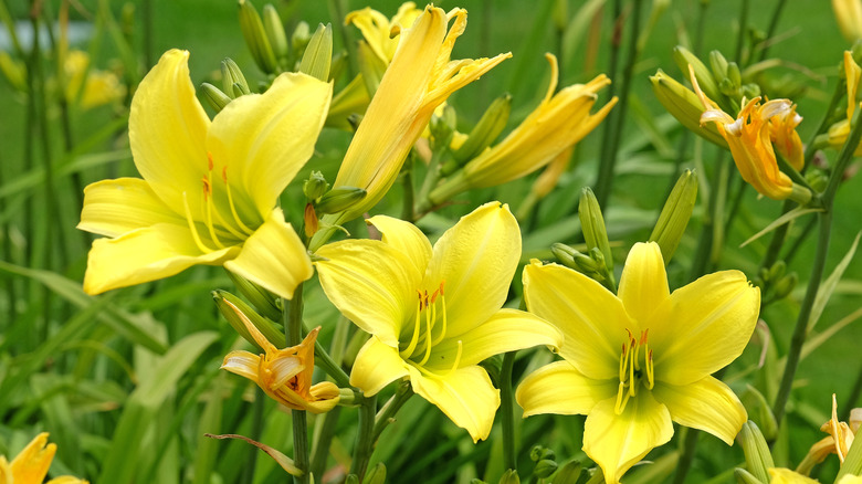 Bir bahçede çiçek açan sarı daylilies