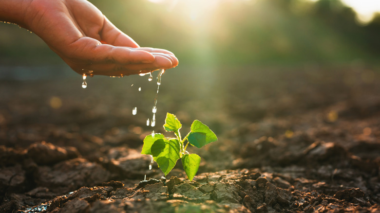 Bir bahçe yamasında filizlenen yeni bir fide sulayan bir kişi