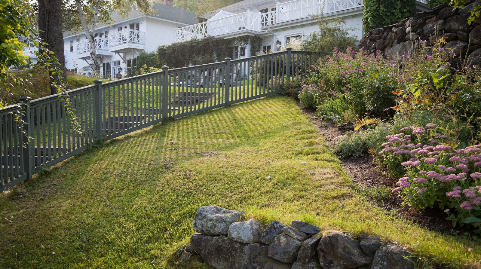 Eğimli bahçelerde zemin örtüsü olarak ikiye katlanan hızlı büyüyen sarı çiçek