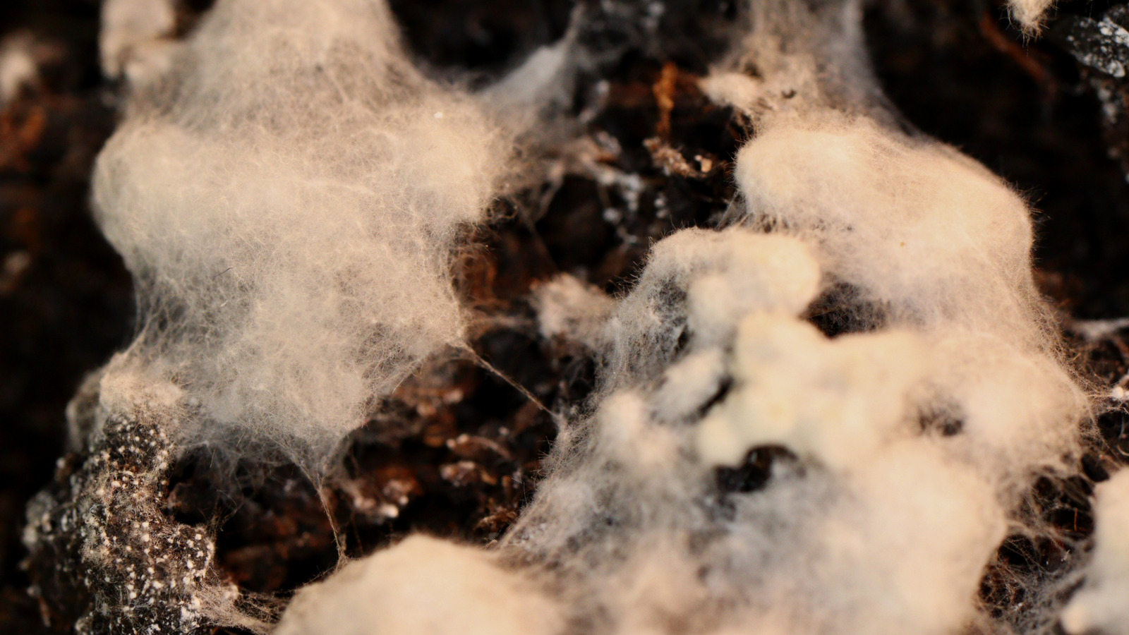 Kalıplı saksı toprağı nasıl kurtarılır (ve buna değmezse)