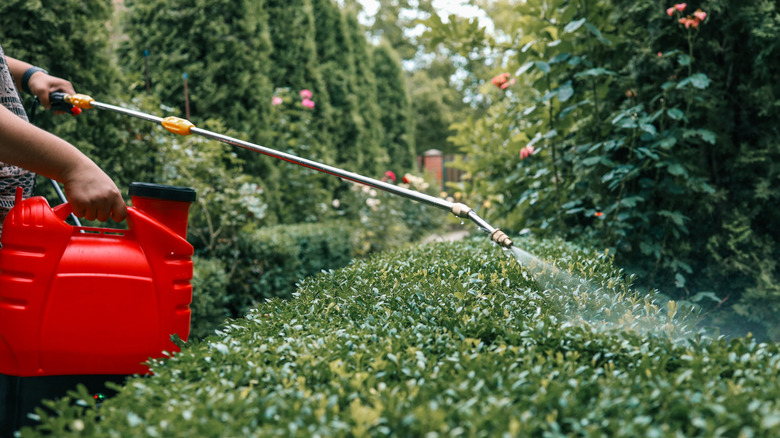 Yeşil bitki örtüsünde kırmızı püskürtücü kullanan kişi.