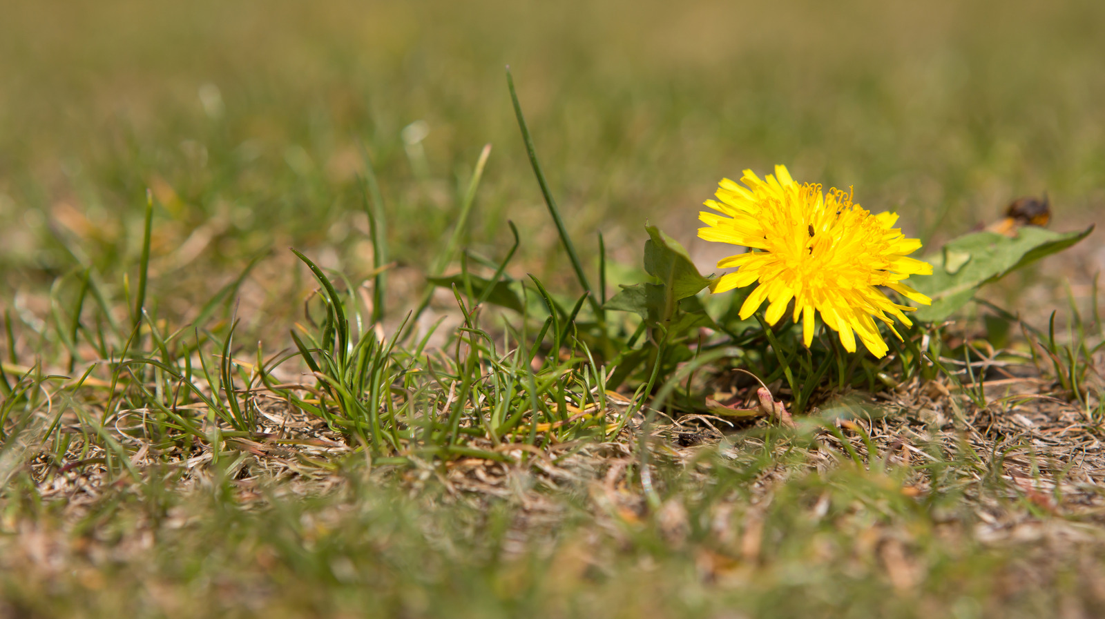Hala sirke ile yabani otlarla mı savaşıyor? İşte bu yüzden düşündüğünüz kadar iyi çalışmıyor olabilir