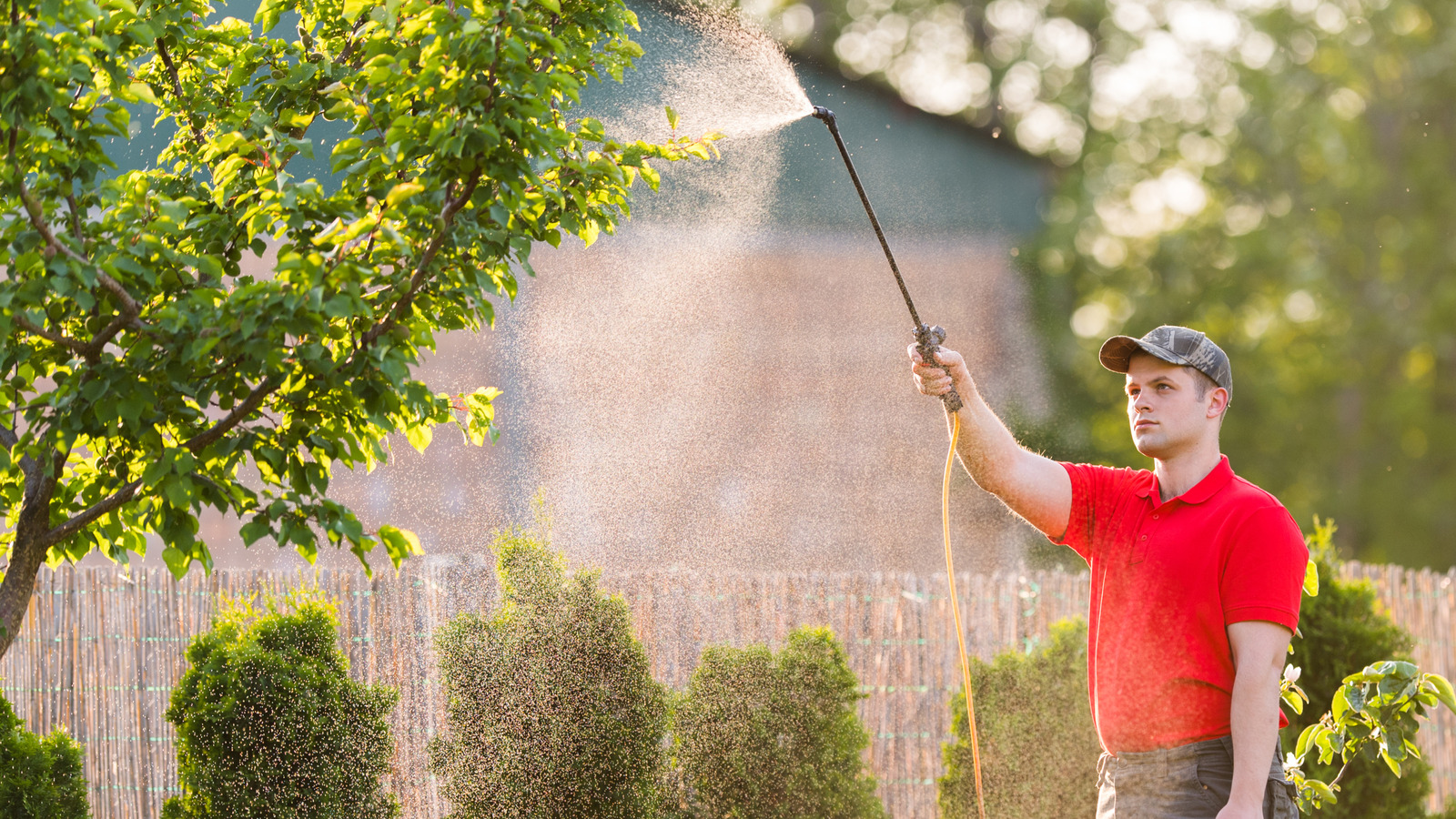 Nevada bahçelerinde zararlıları çeken ağaçlarda yapışkan madde (ve bu konuda ne yapmalı)