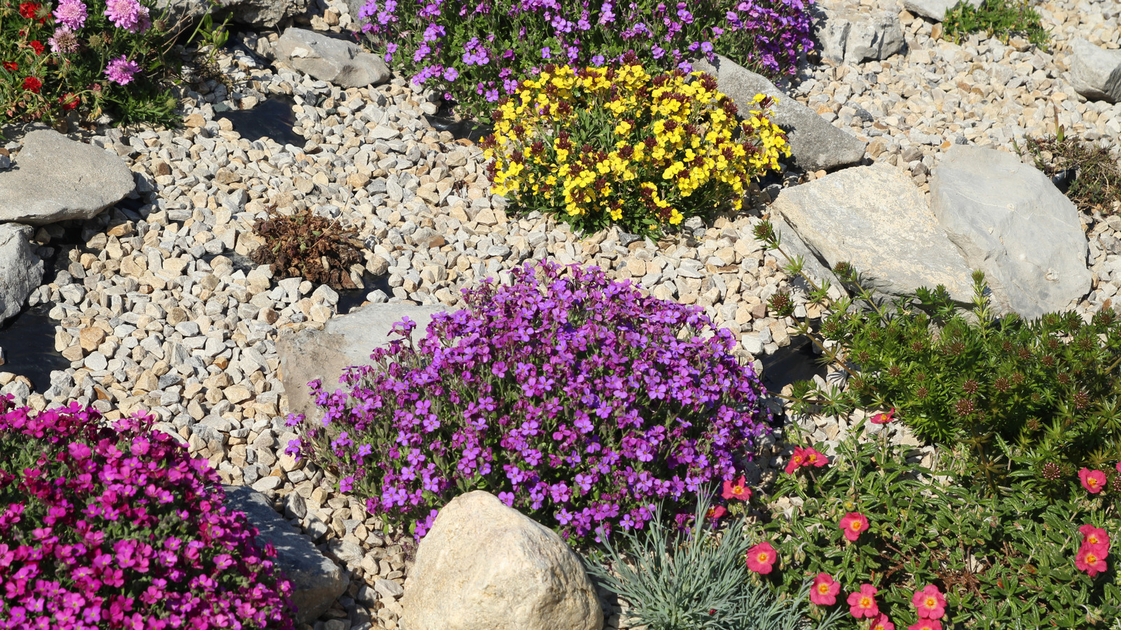 Toprağa biraz çakıl eklediğinizde gelişen sert çiçekli bitki