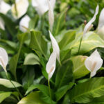 Huzurun Lily Bitkilerinizin Az Bilinen Bir Çakıl Hilesi ile Gelişmesine Yardım Edin