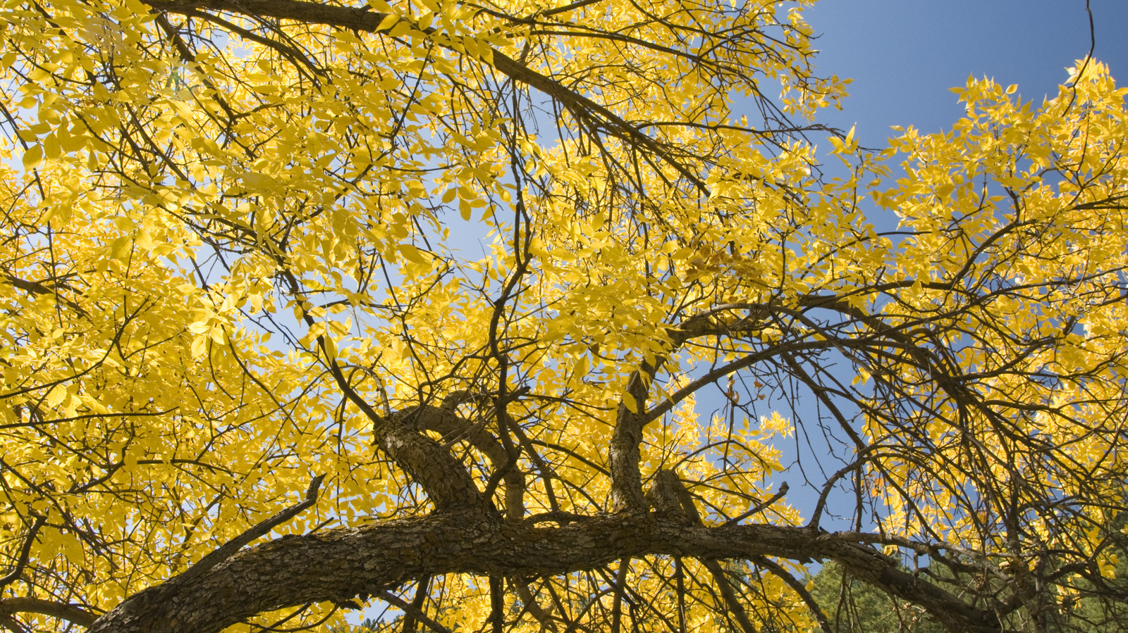 Yıkıcı haşere Güney Dakota büyük bir artış görüyor (ve bu konuda ne yapmalı)