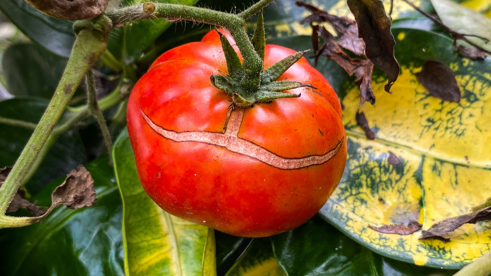 Domates bitkileriniz çatlamaya ve bölmeye devam ediyorsa, hemen bir şey yapın