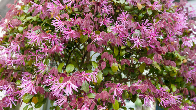 Pembe saçak çiçekler çiçek açar.